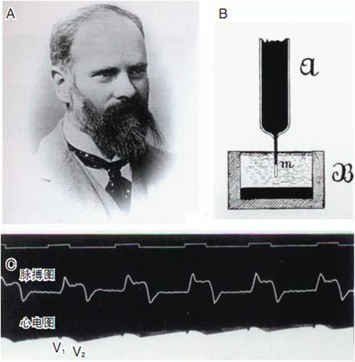 (变性)定律即:沃勒变性(wallerian degeneration)现象切断神经纤维后